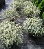 spirea-x-cineria-grefsheim-comp.jpg