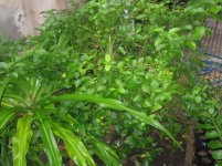 IMG_0059_resize.jpg