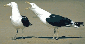 female_speak54.gif