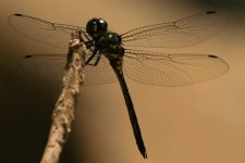 dragon-fly-near-meenmutty.jpg