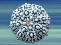 Cacti 1.jpg