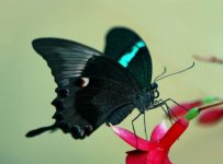 1251494588M2LKdLp[1].jpg