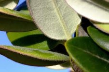 Pubescent leafplant(phytography.blogspot.com).jpg