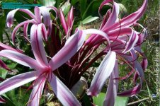 Flower07.jpg