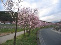 Almond_trees_along_Deutsche_Weinstrasse.jpg