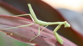 sm_8-23-09_praying_mantis2.jpg