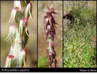 Achyranthes aspera(florabase.dpaw.wa.gov.au).jpg