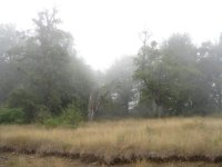 جنگل  توسكاستان (13).jpg