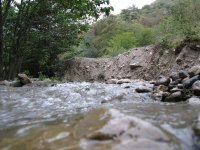 جنگل  توسكاستان (16).jpg