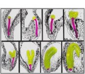 Embryo(biology.kenyon.edu).jpg