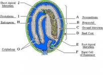 Embryo1home.earthlink.net.jpg