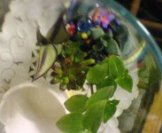 terrarium2.jpg