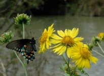 04butterfly.jpg