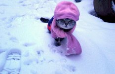 cat_wearing_a_hat_in_winter.jpg