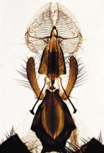 insect.jpg