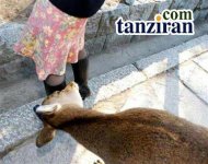 cute-funny-animals-tanziran.jpg