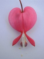 Dicentra spectabilis Traenendes Herz 3.jpg