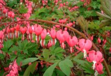 Dicentra spectabilis Traenendes Herz 1.jpg