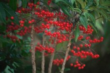 Ardisia_crenata2.jpg