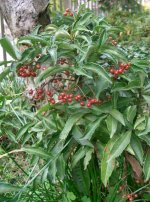 Ardisia_crenata1.jpg