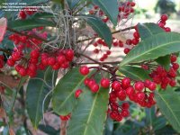 Ardisia_crenata4.jpg