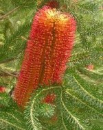 banksia_ericifolia.jpg