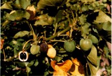 fruit-open-mali.jpg