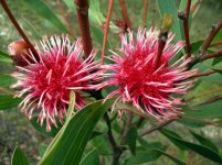 hakea_laurina.jpg