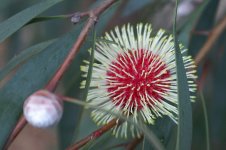 1125623-3-hakea-laurina.jpg
