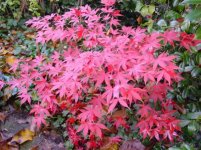 acer-palmatum-osakazuki.jpg