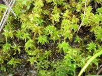 Sphagnum_spp._4.jpg