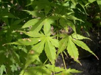 Acer%20palmatum%20Yellow%20Bird.jpg