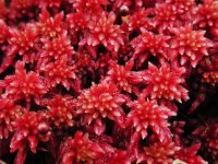 08-31redsphagnum.jpg