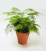 Asparagus setaceus 7.jpg