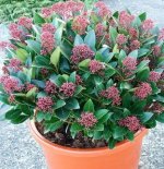 skimmia Japonica 1.jpg