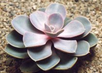 Echeveria gibbiflora 15.jpg