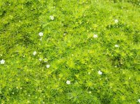 SAGINA SCOTCH MOSS-YELLOW.jpg