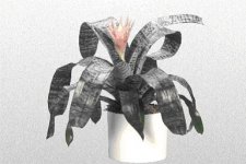 Plant12.jpg Plant12.jpg