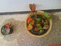 DSC00925.jpg