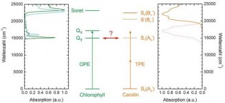 Light Absorption in different pigments(  www.pci.tu-bs.de).jpg