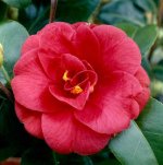 camellia japonica.jpg