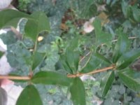 IMG_0002.JPG