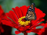 Animals_Insects_Butterfly_on_red_flower_005541_.jpg