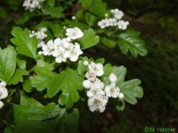Crataegus%20monogyna%20BotKA%20F11.jpg