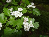 Crataegus%20monogyna%20BotKA%20F11.jpg