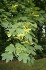 Acer_platanoides_1aJPG.jpg