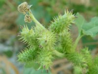 Xanthium_strumarium_000.jpg