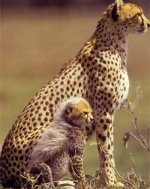 furry-baby-cheetah.jpg
