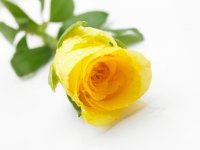 single-yellow-rose.jpg