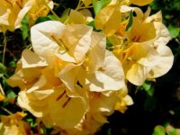 Bougainvillea1 rasadnikcvecasekularacgoran.jpg